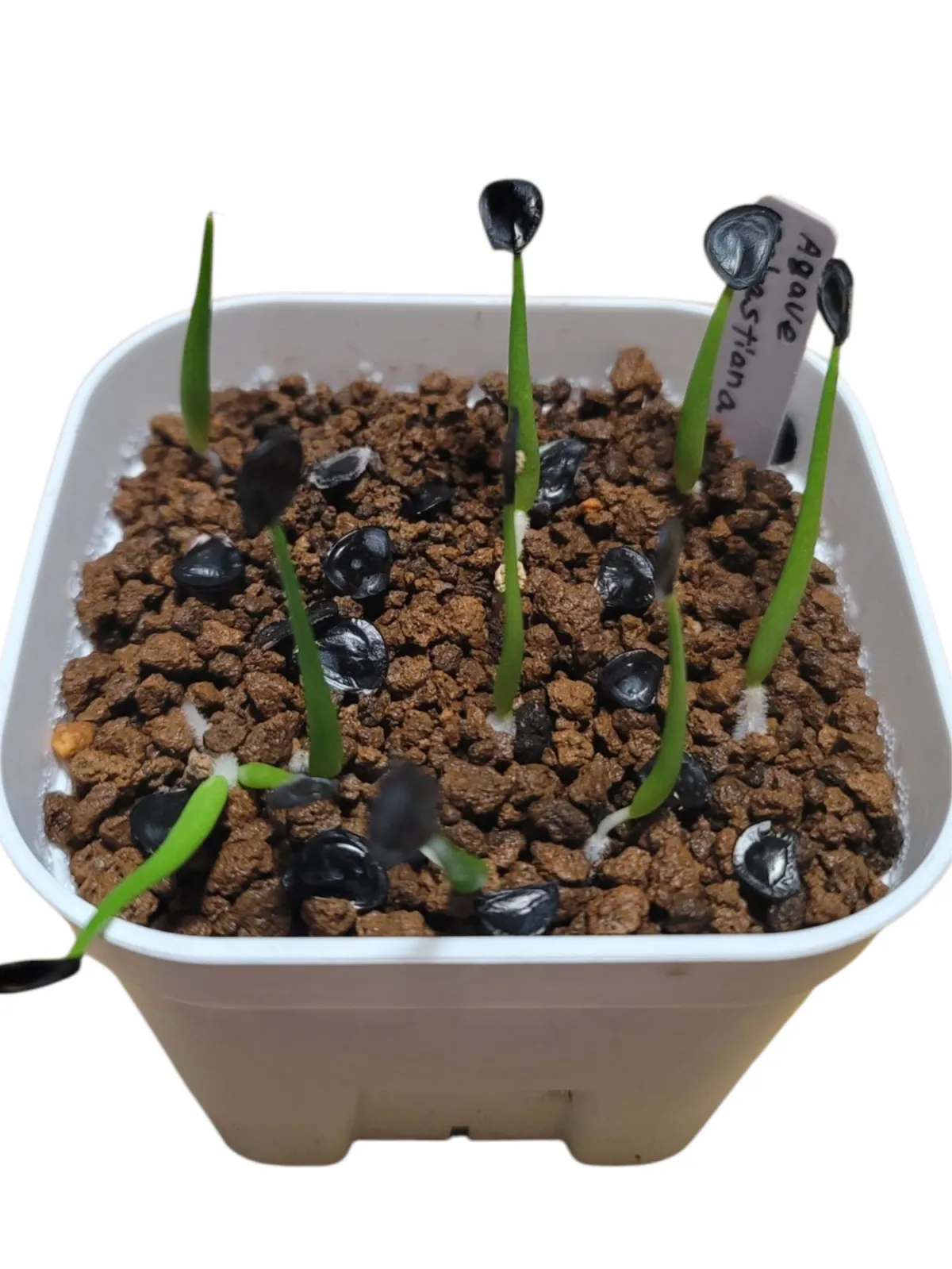 Agave sebastiana (アガベ セバスティアーナ)