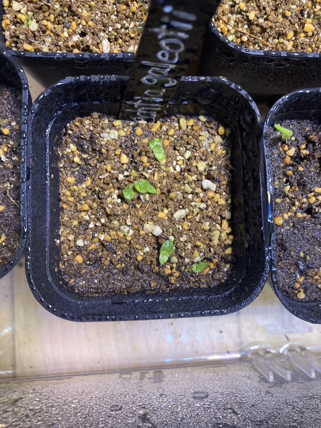 Hechtia galeottii (ヘクチア ガレオッティ)