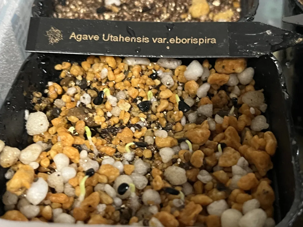 Agave utahensis var. eborispina (アガベ エボリスピナ)