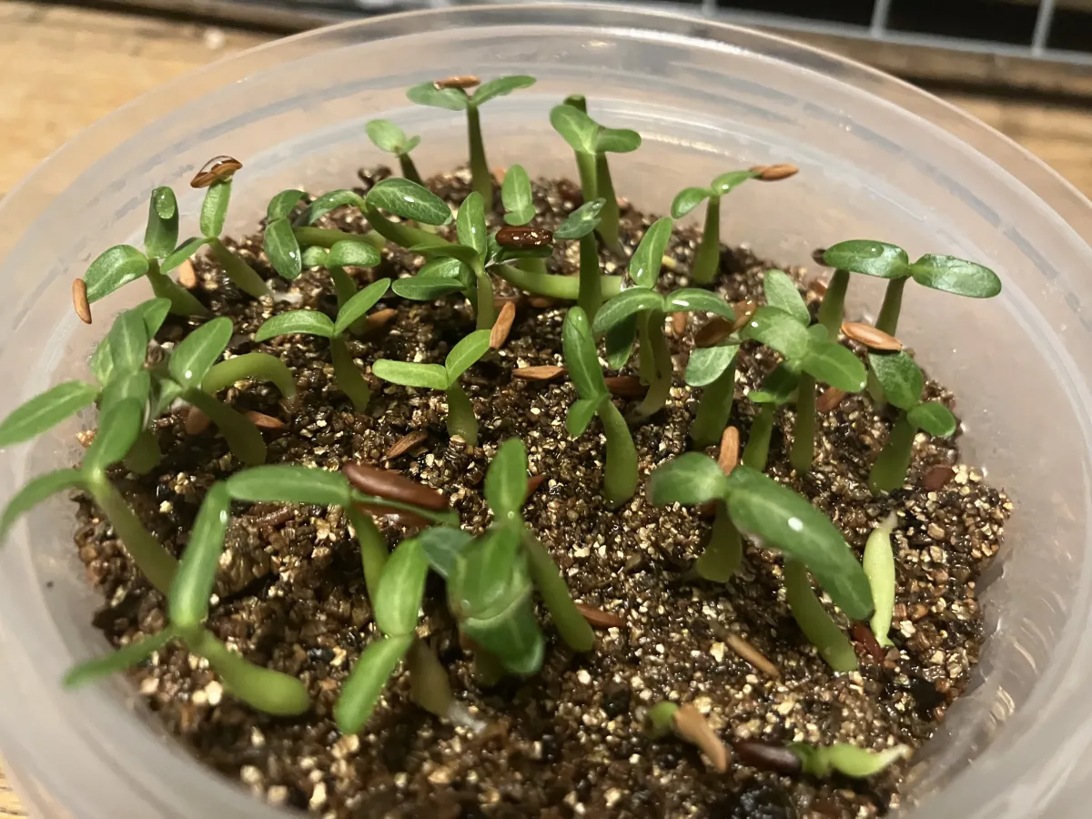 Pachypodium rosulatum var. gracilius (パキポディウム グラキリス)