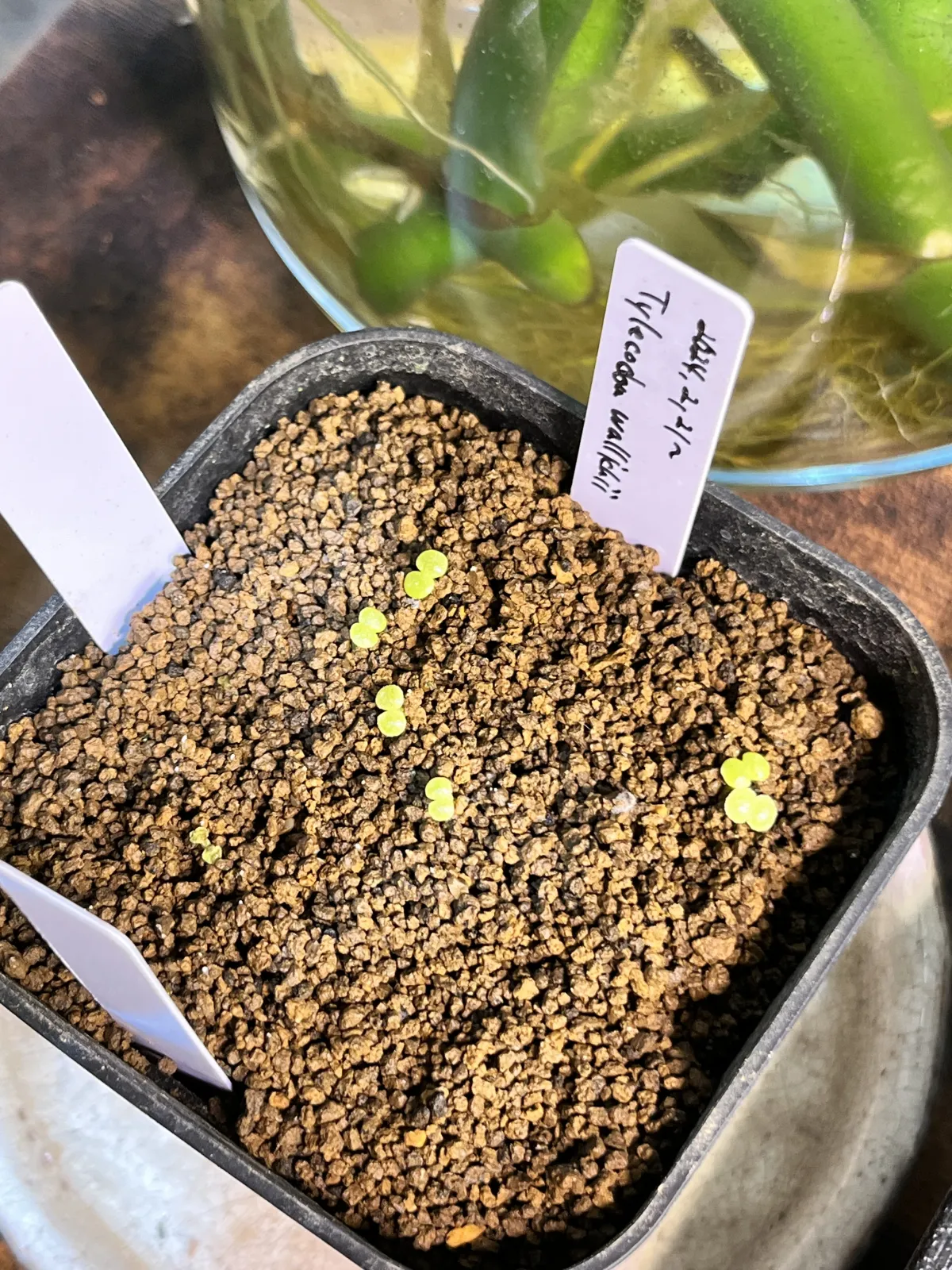 Tylecodon wallichii (ティレコドン ワリチー)