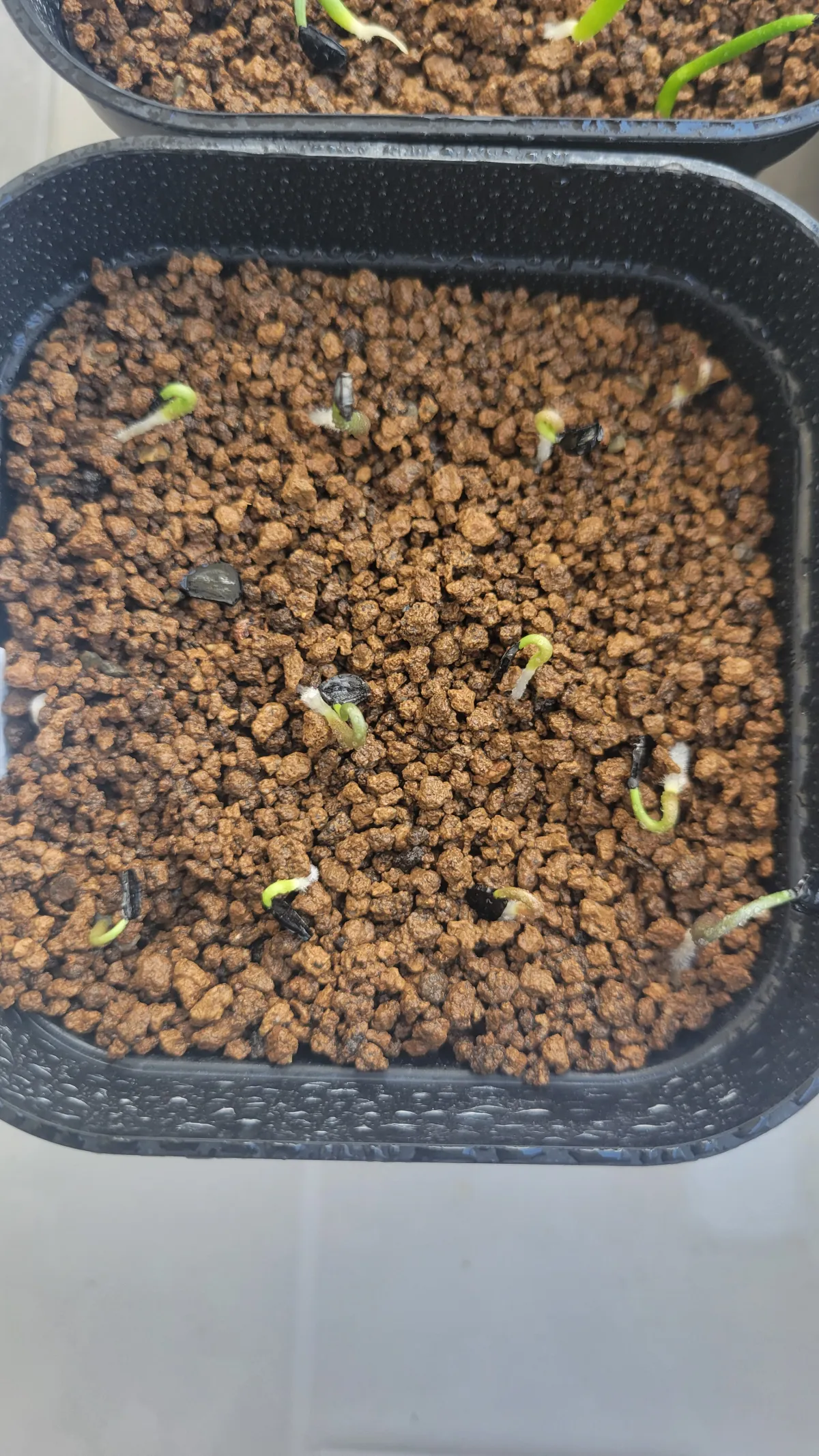 Agave guadalajarana (アガベ グアダラハラナ)