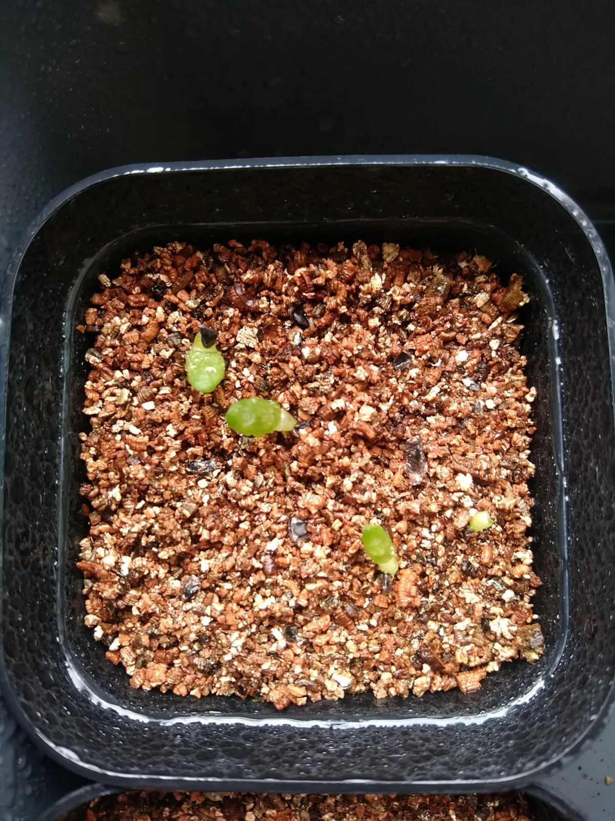 Aloe ferox (アロエ フェロックス)