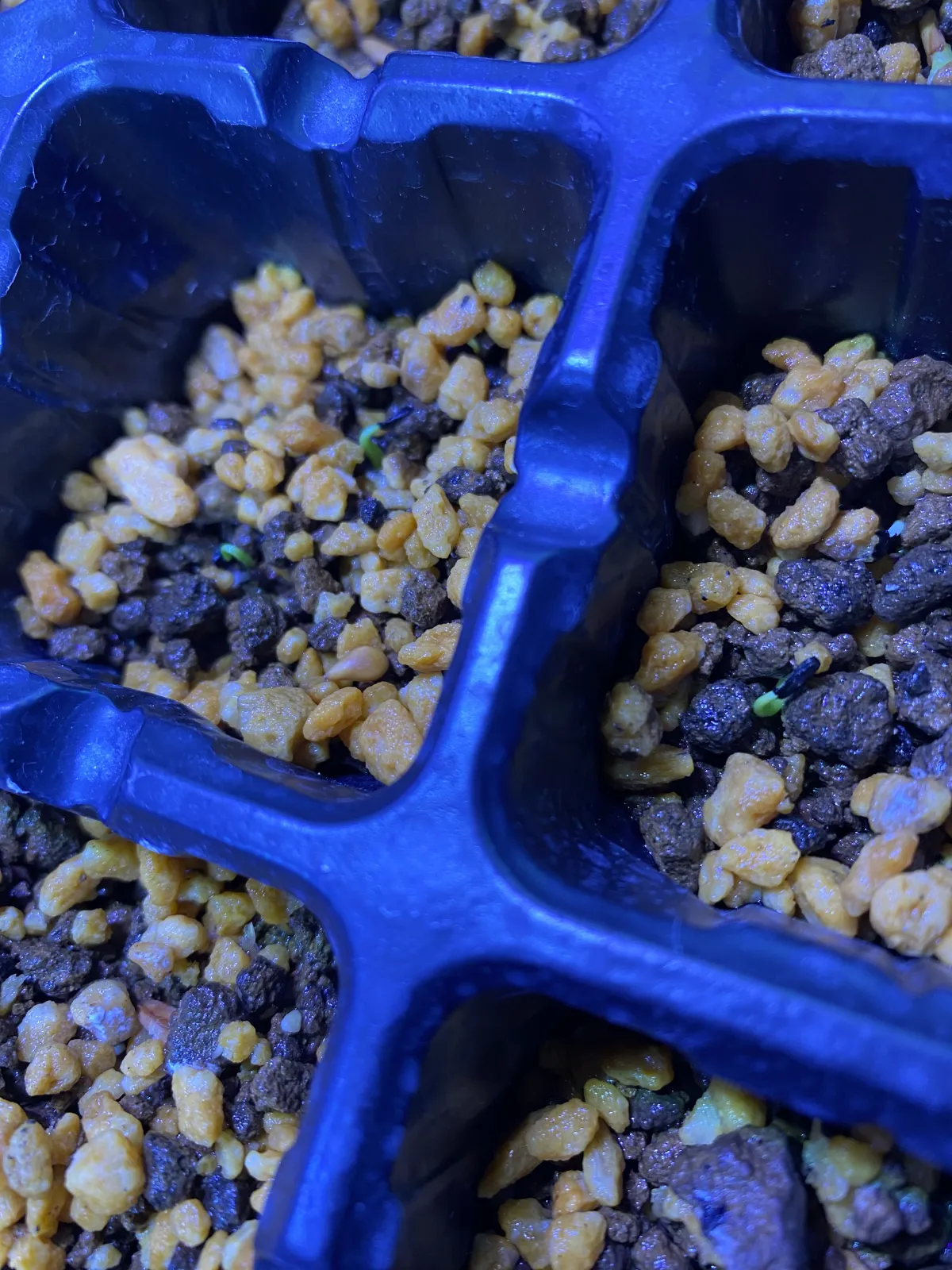 Agave filifera var. compacta (アガベ フィリフェラコンパクタ)