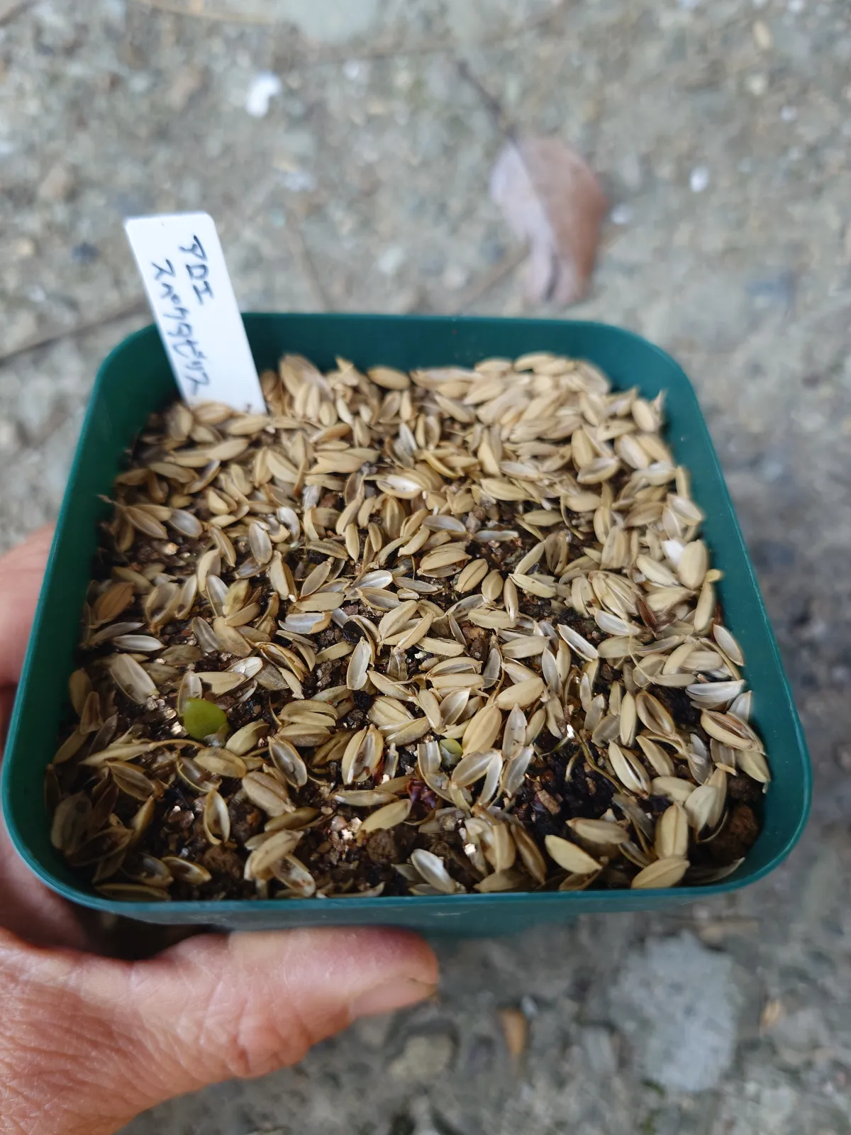 Aloe spectabilis Royal Aloe (アロエ スペクタビリス)