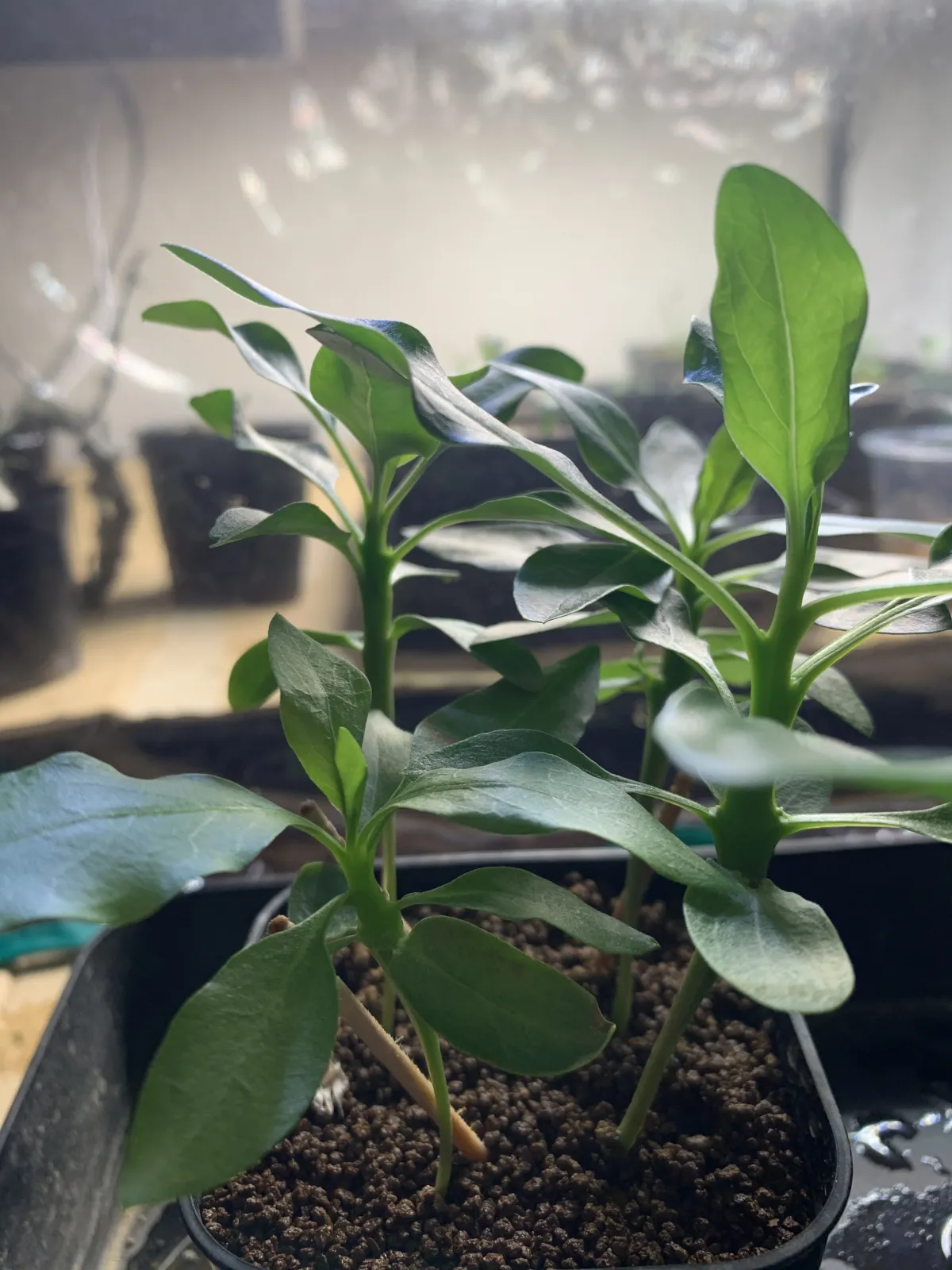 Fouquieria formosa (フォークイエリア フォルモサ)