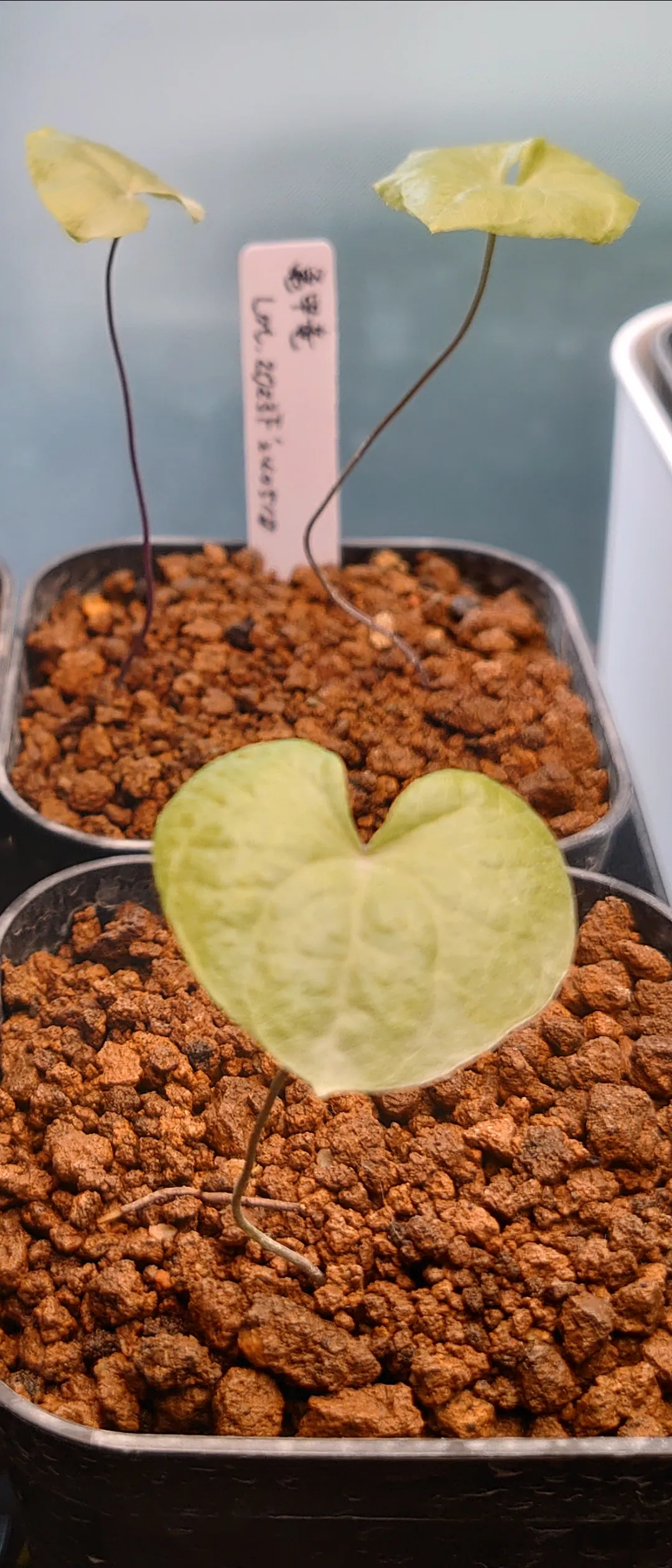 Dioscorea elephantipes (ディオスコレア エレファンティペス2023F)