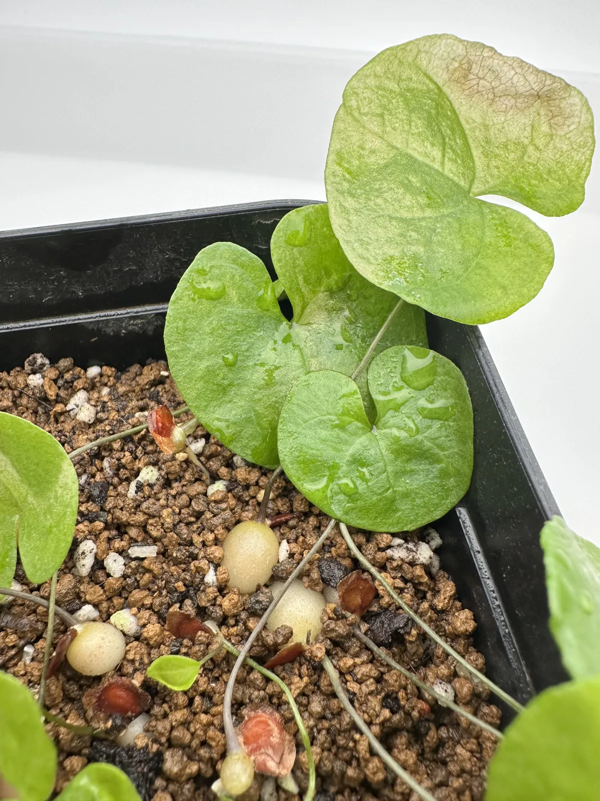 Dioscorea elephantipes (ディオスコレア エレファンティペス アフリカ亀甲竜)