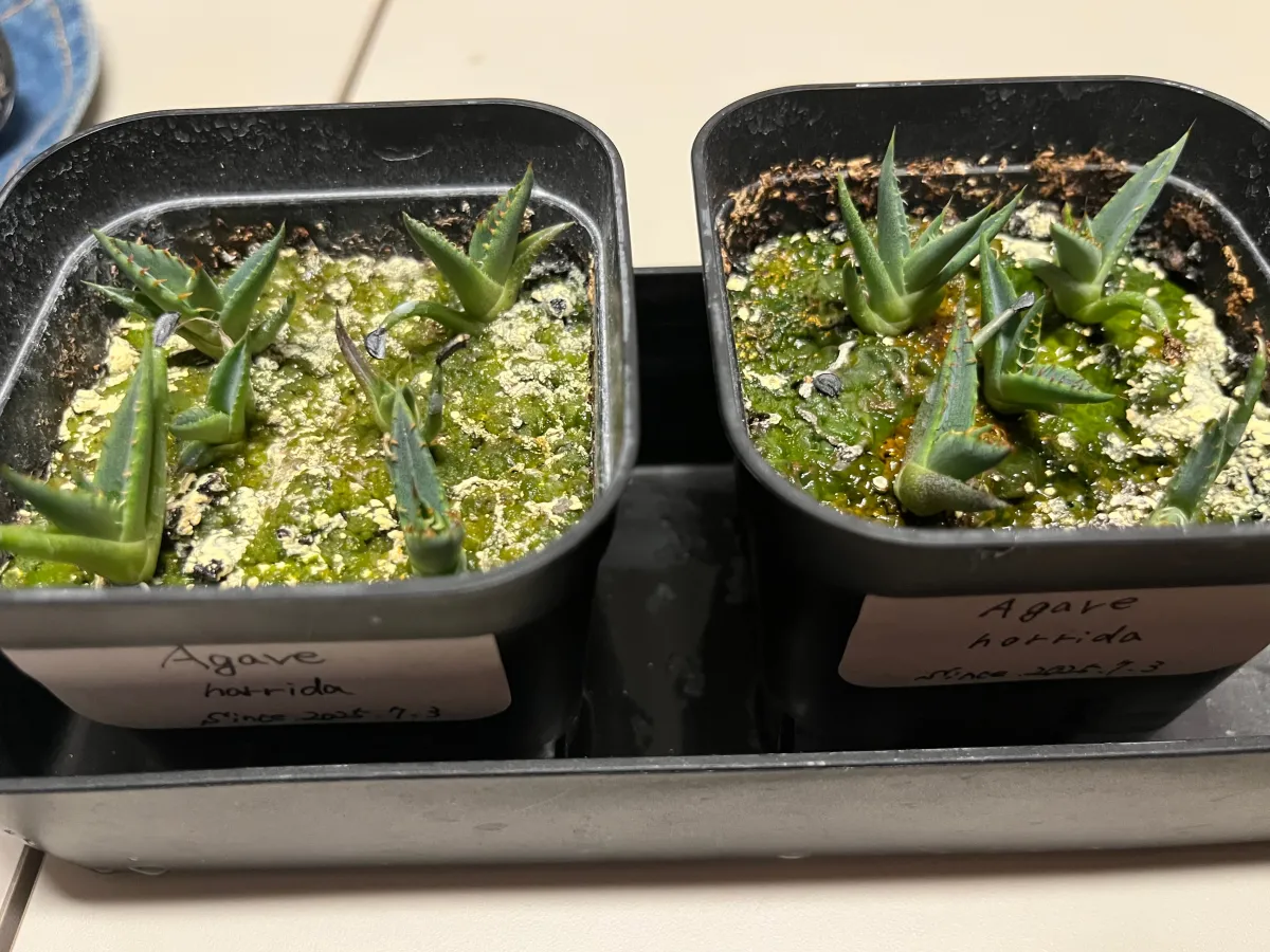 Agave horrida ssp. horrida (アガベ ホリダ)