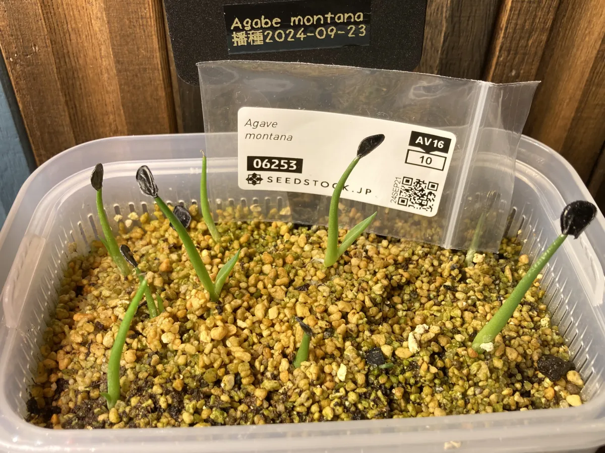 Agave montana (アガベ モンタナ)