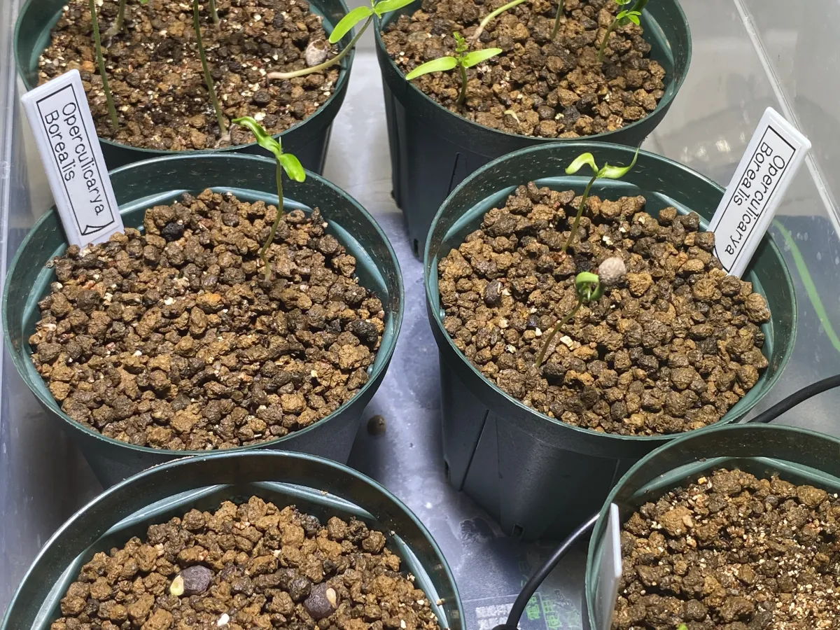 Operculicarya borealis (オペルクリカリア ボレアリス)