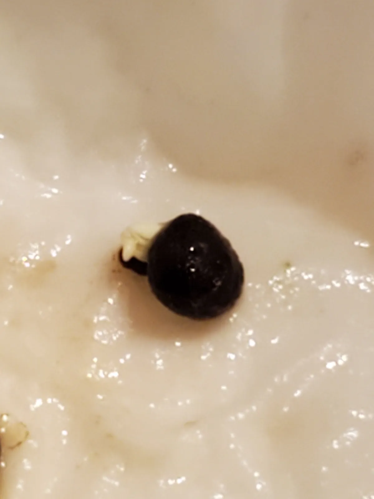 Operculicarya pachypus (オペルクリカリア パキプス)