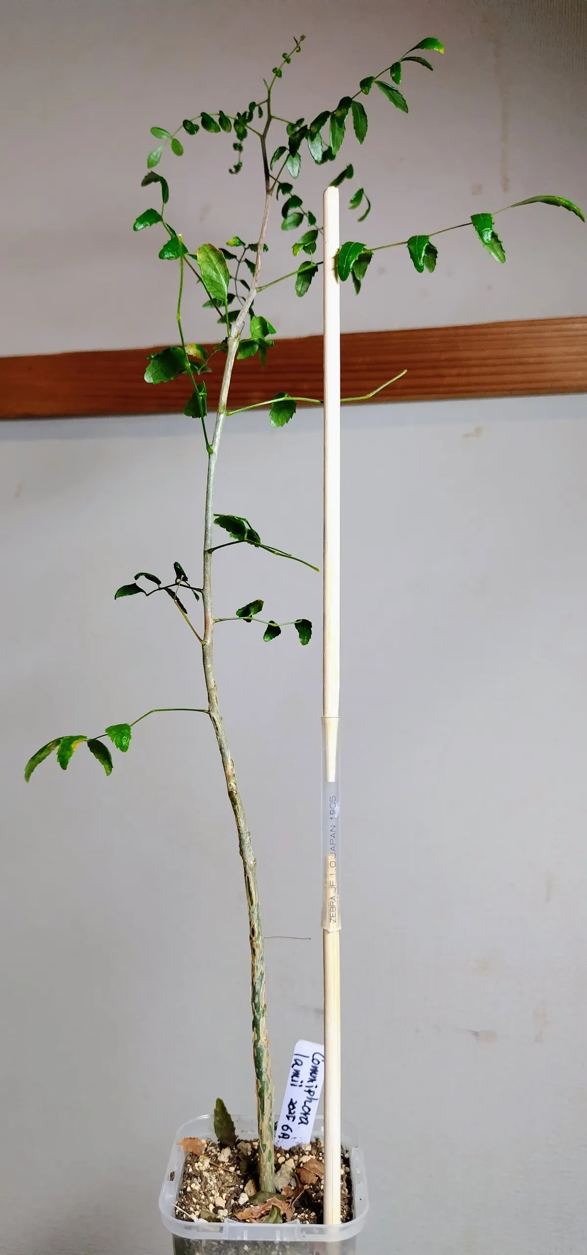 Commiphora lamii (コミフォラ ラミー)