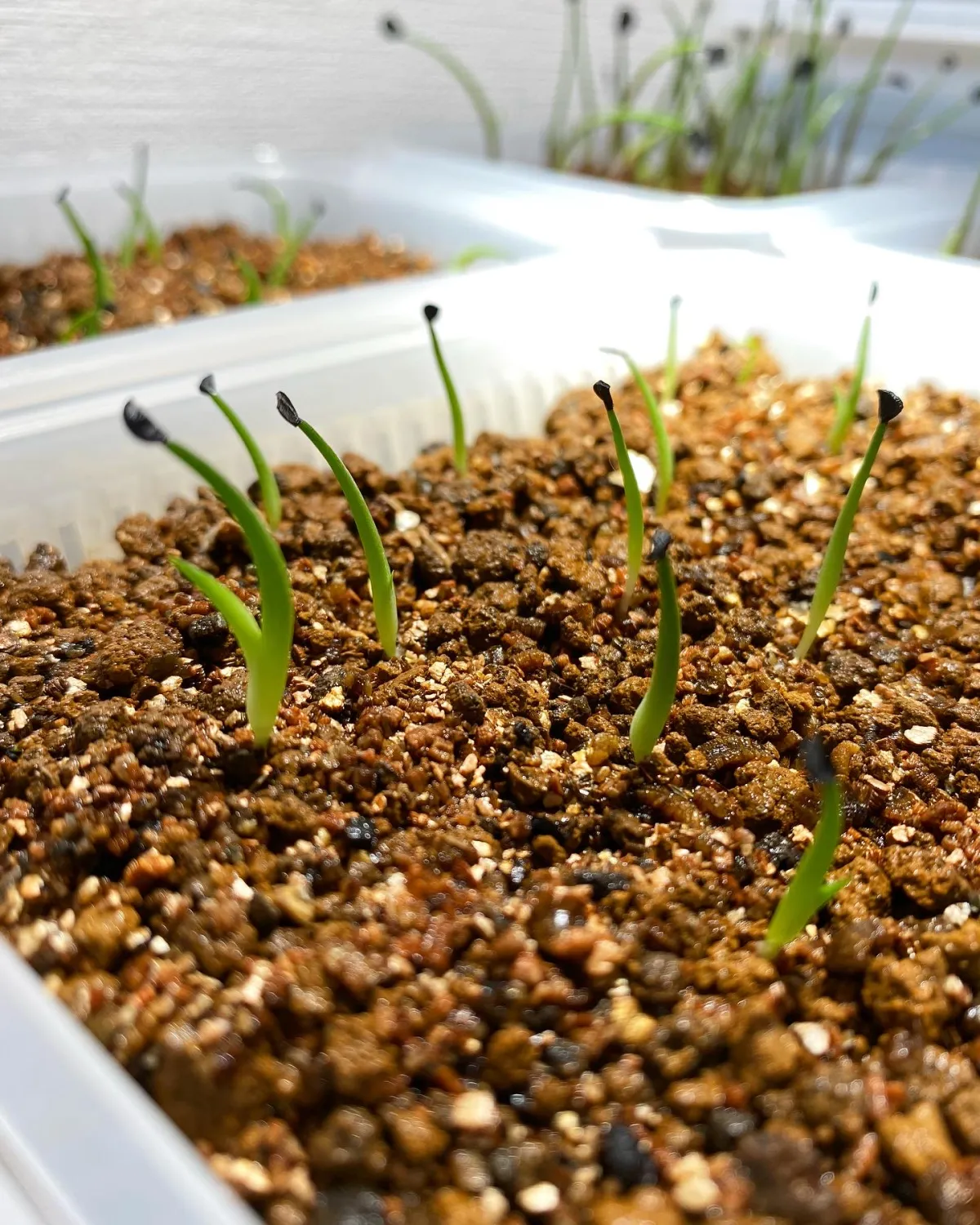 Agave horrida ssp. horrida (アガベ ホリダ)