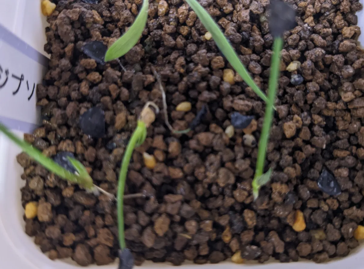 Agave gypsophila (アガベ ジプソフィラ)