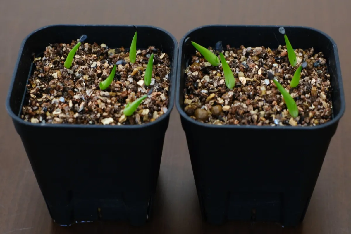 Agave nickelsiae (アガベ ニッケルシー)