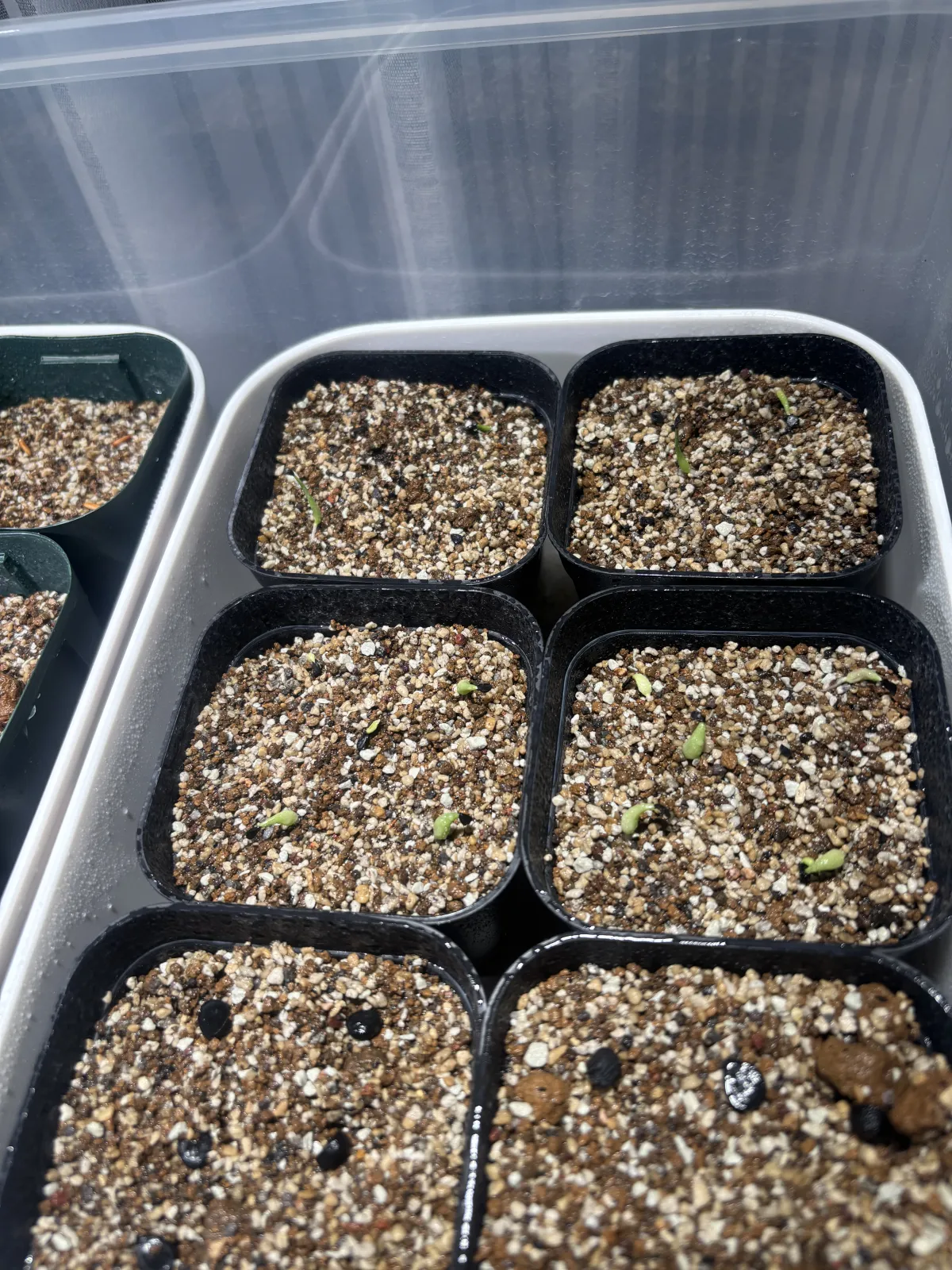 Agave oteroi (アガベ オテロイ)