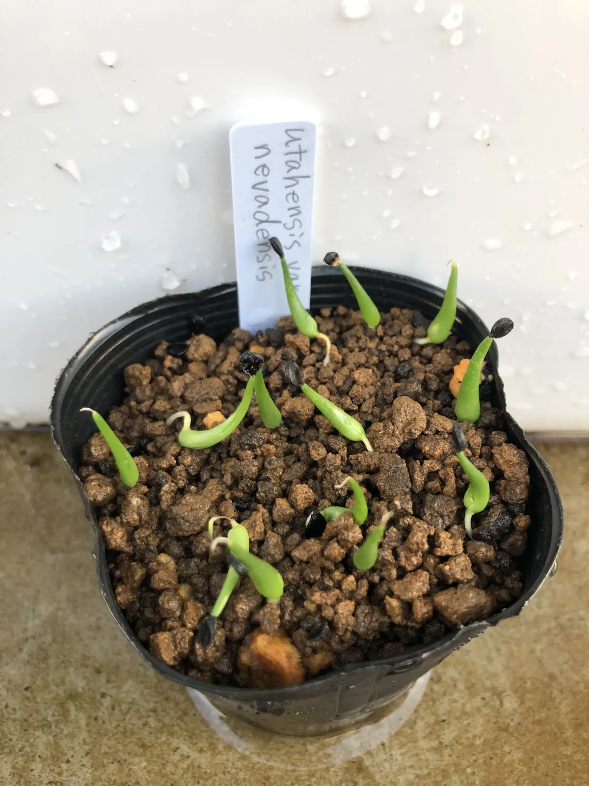 Agave utahensis ssp. utahensis (アガベ ユタエンシス)