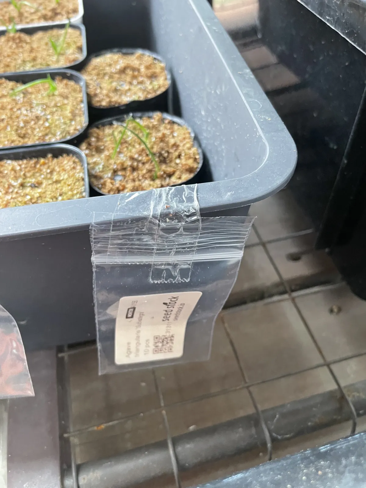 Agave temacapulinensis (アガベ テマカプリネンシス)