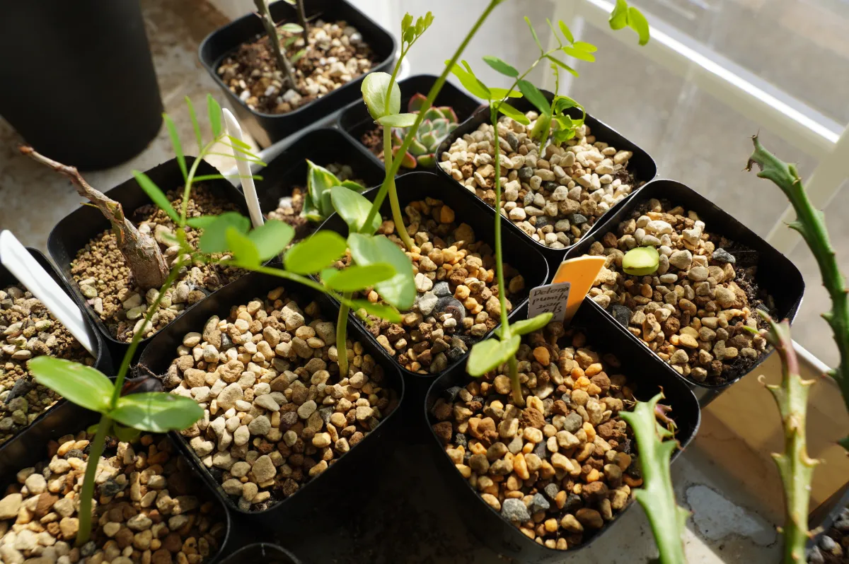 Delonix pumila (デロニクス プミラ)