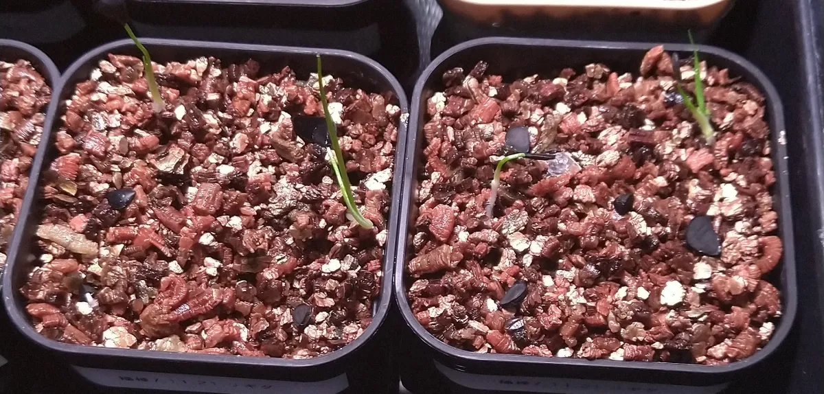 Yucca rigida (ユッカ リギダ)