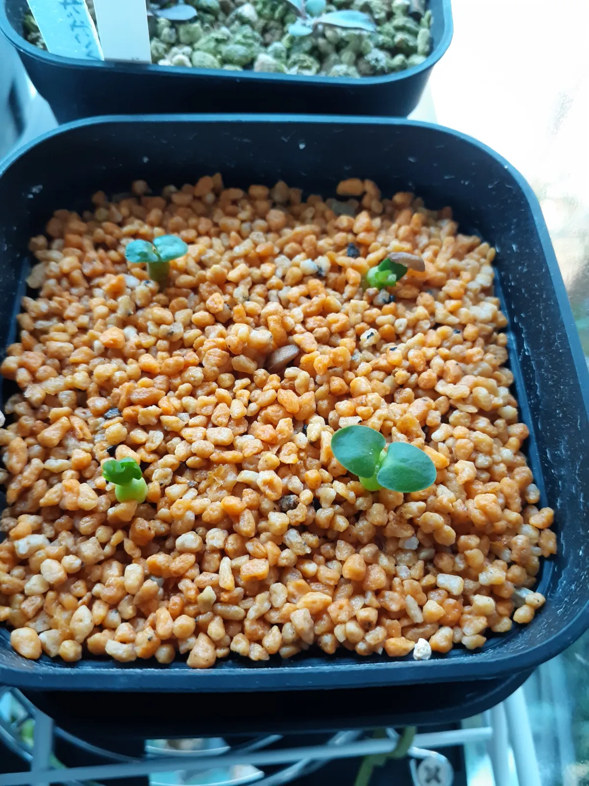 Pachypodium succulentum (パキポディウム サキュレンタム 天馬空)