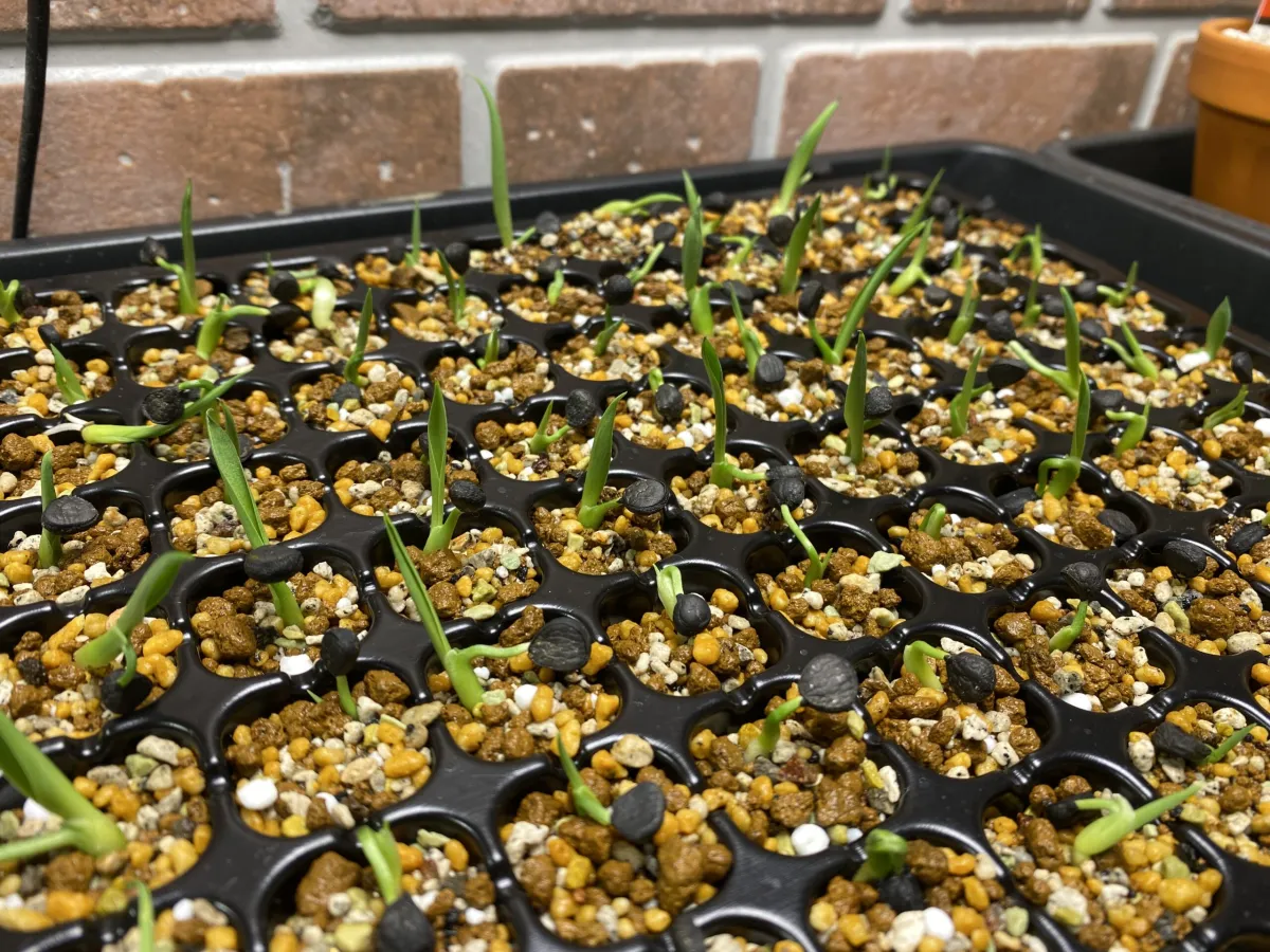 Yucca filifera (ユッカ フィリフェラ)