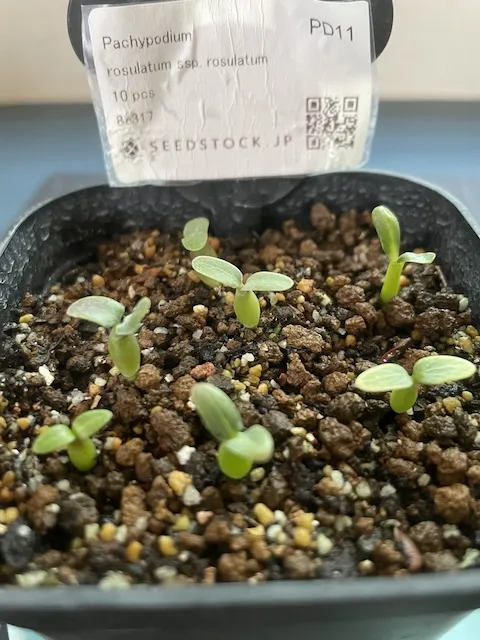 Pachypodium rosulatum ssp. rosulatum (パキポディウム ロスラーツム)