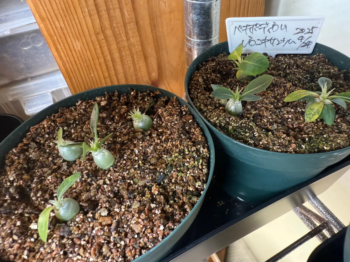 Pachypodium brevicaule subsp. leucoxanthum (パキポディウム レウコキサンツム)