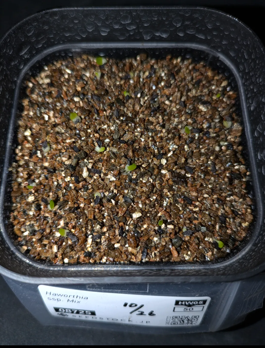 Haworthia Haworthia  ssp. Mix ssp. Mix (ハオルチア ミックス)