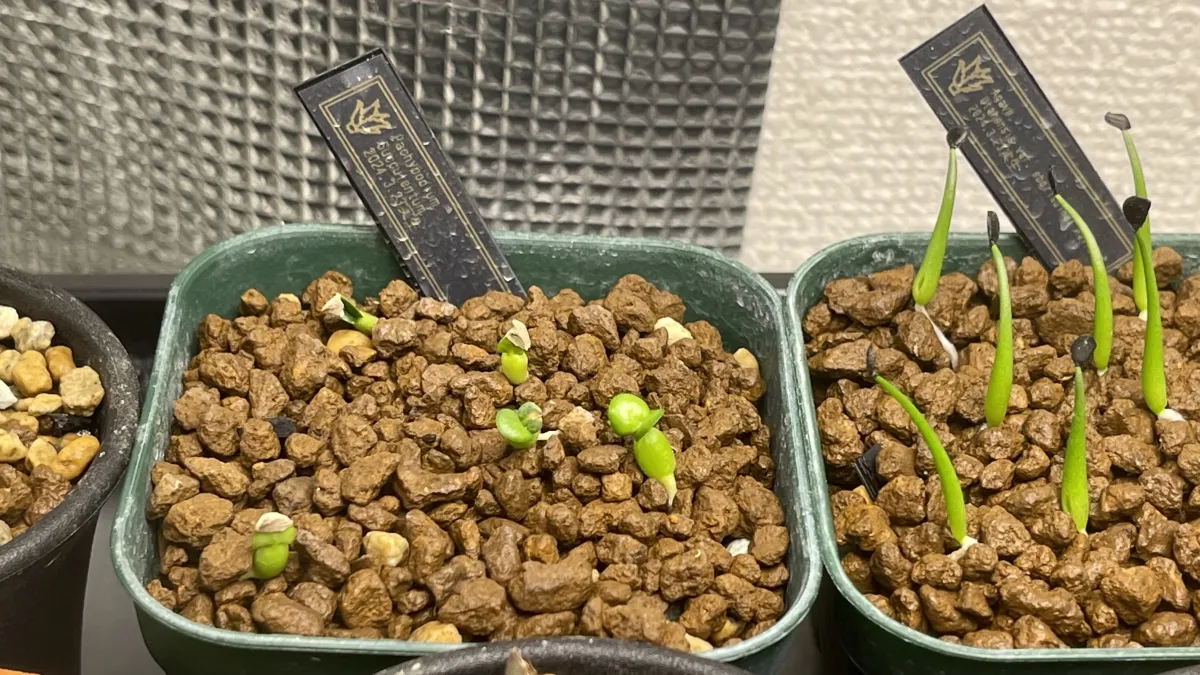 Pachypodium succulentum (パキポディウム サキュレンタム 天馬空)