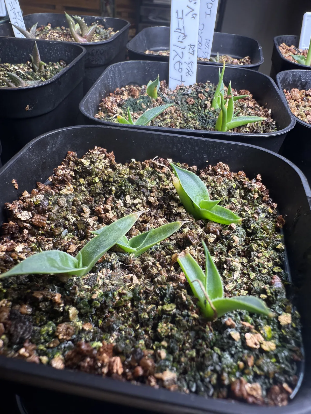 Agave utahensis var. eborispina (アガベ エボリスピナ)