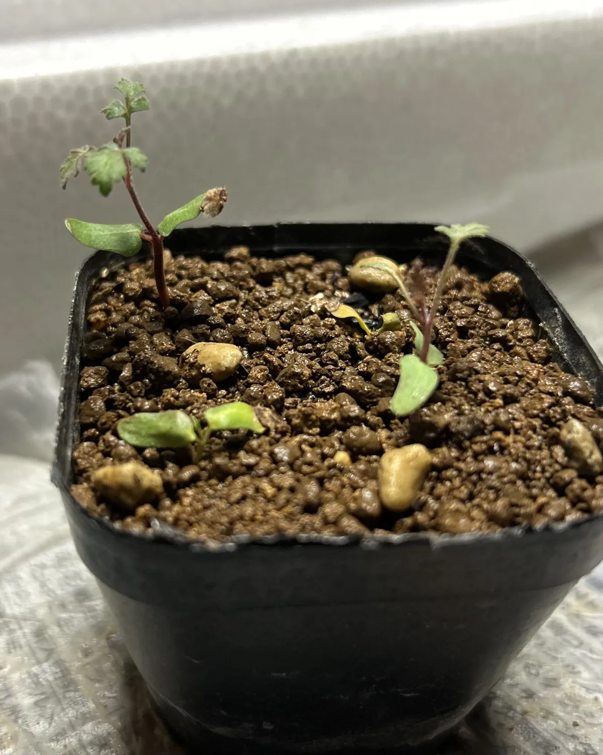 Pachycormus discolor var. veatchianus (パキコルムス ディスカラー ビーチアナス)