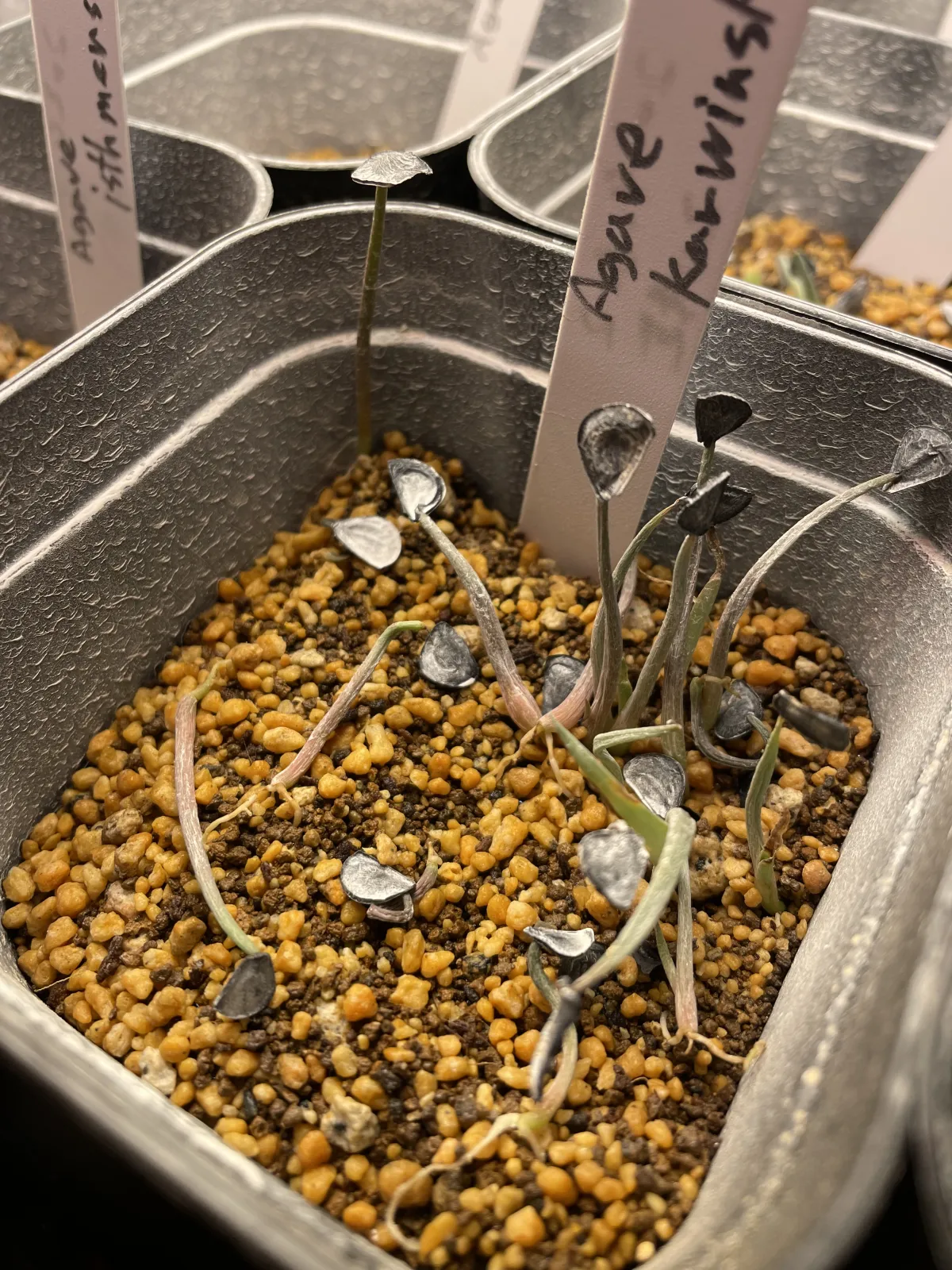 Agave karwinskii (アガベ カルウィンスキー)