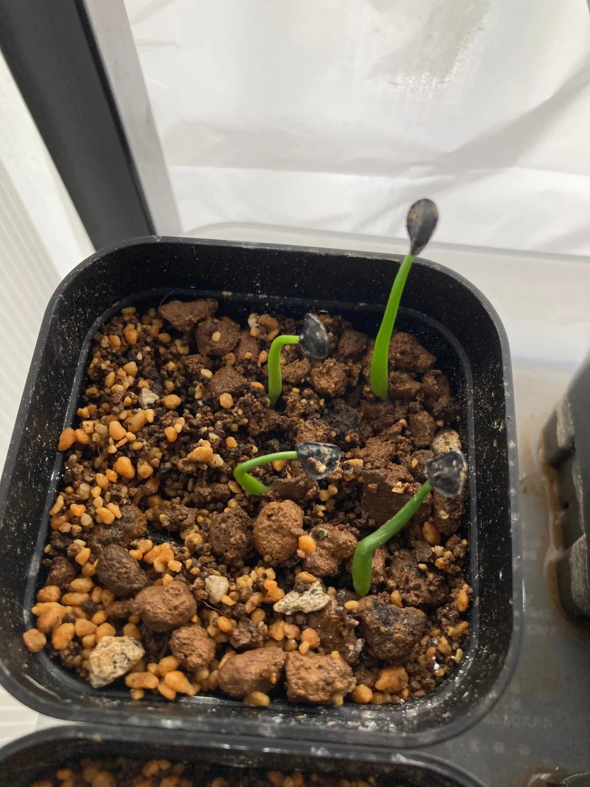 Agave americana ssp. protoamericana (アガベ プロトアメリカーナ)