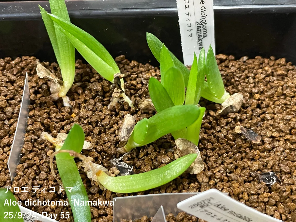 Aloe dichotoma (アロエ ディコトマ)
