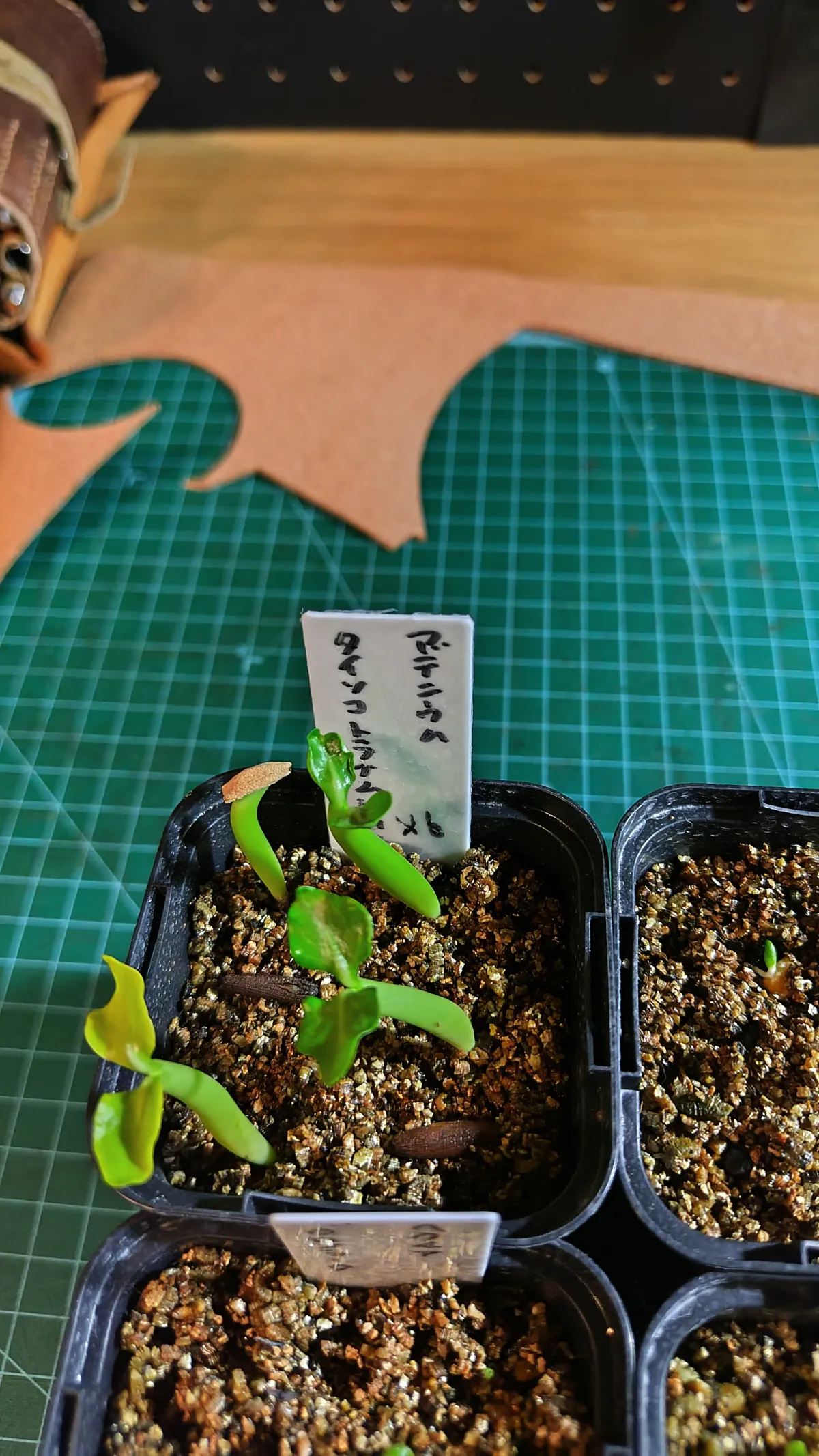 Adenium obesum var. arabicum S1 (アデニウム タイソコトラナムS11)