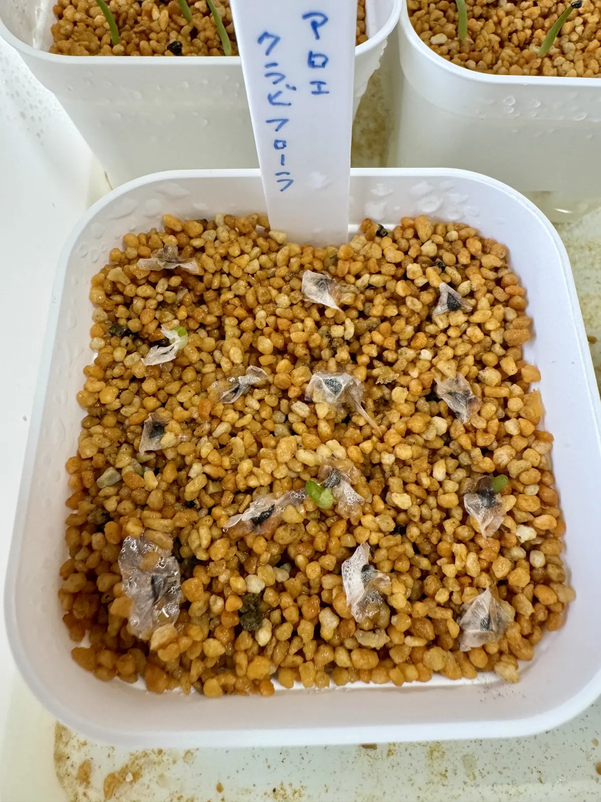 Aloe claviflora (アロエ クラビフローラ)