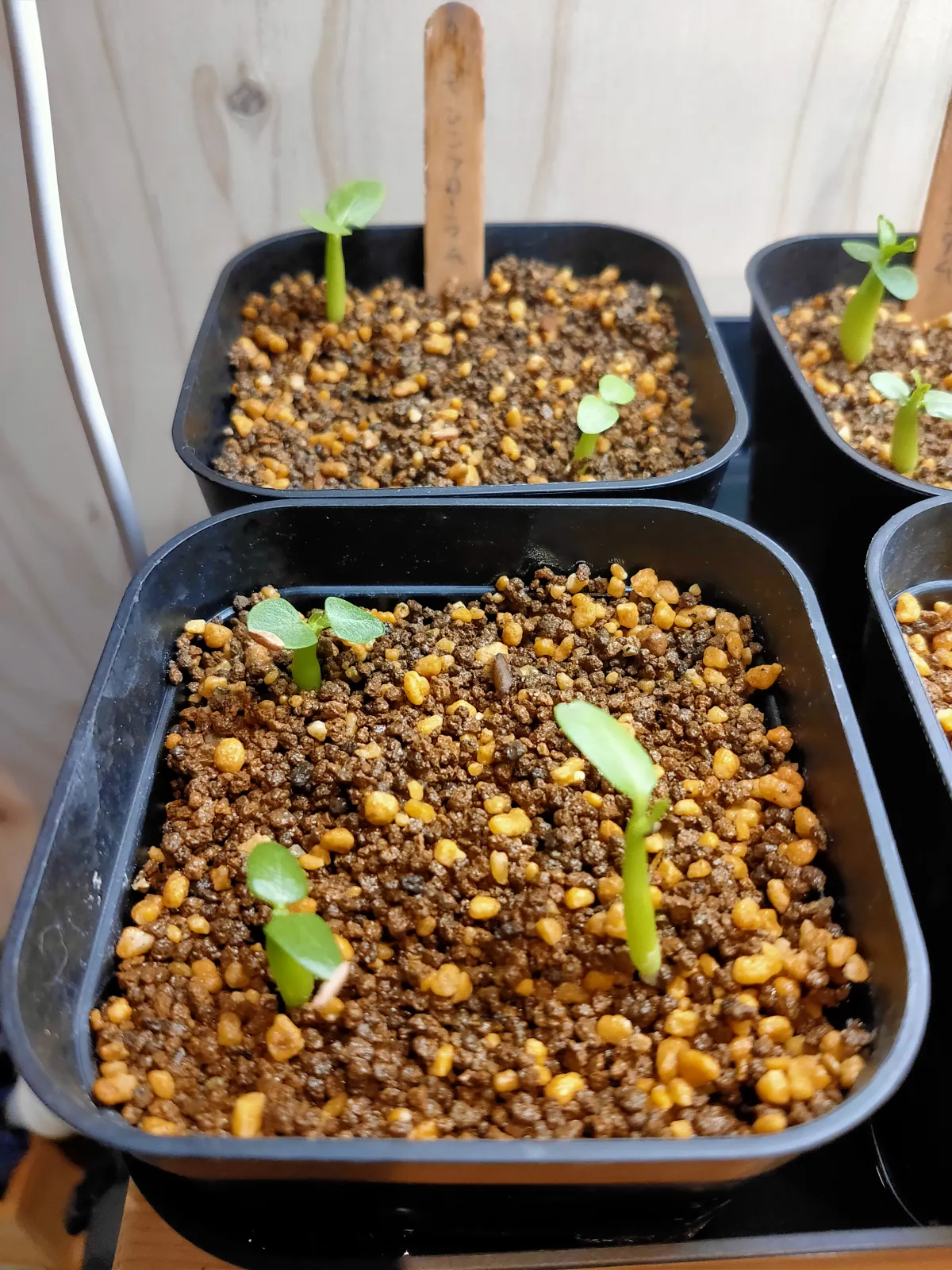 Pachypodium densiflorum var. densiflorum (パキポディウム デンシフローラム)