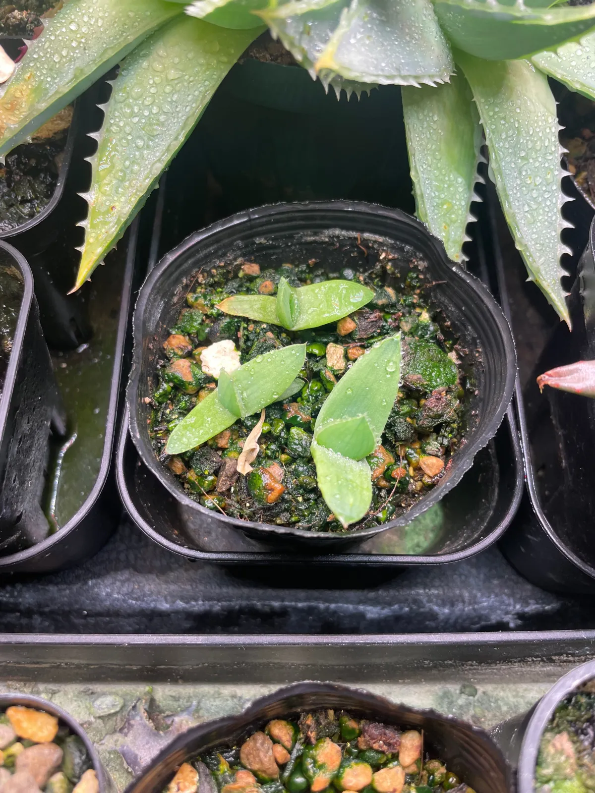 Aloe polyphylla (アロエ ポリフィラ)