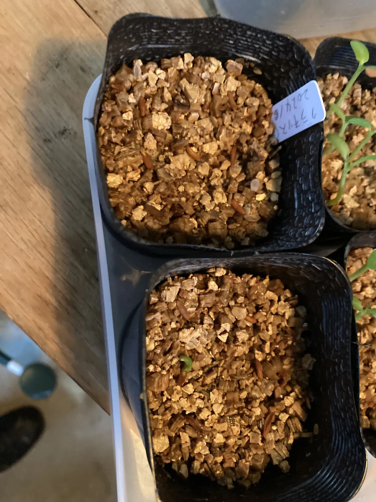 [無料種子] 発芽難 パキポディウム グラキリス　 Pachypodium rosulatum var. gracilius