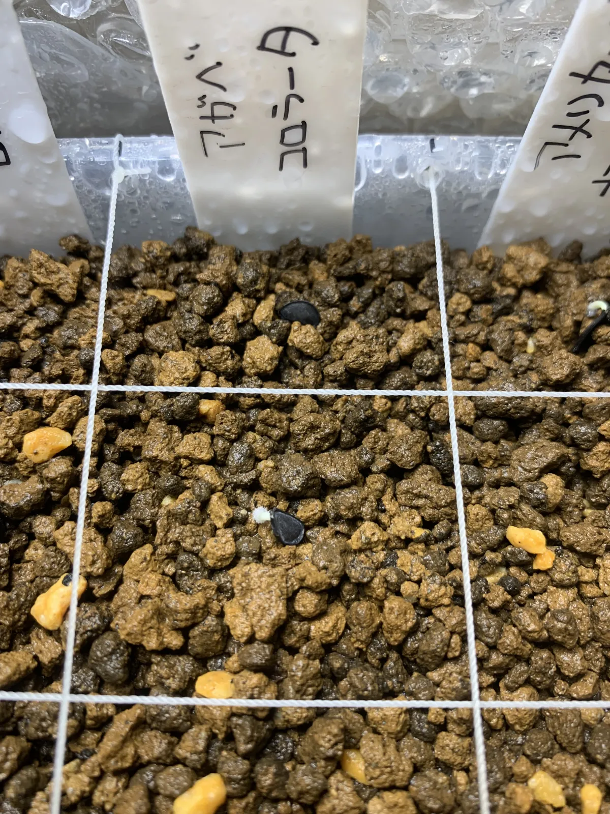 Agave colorata Mescal Ceniza (アガベ コロラータ)