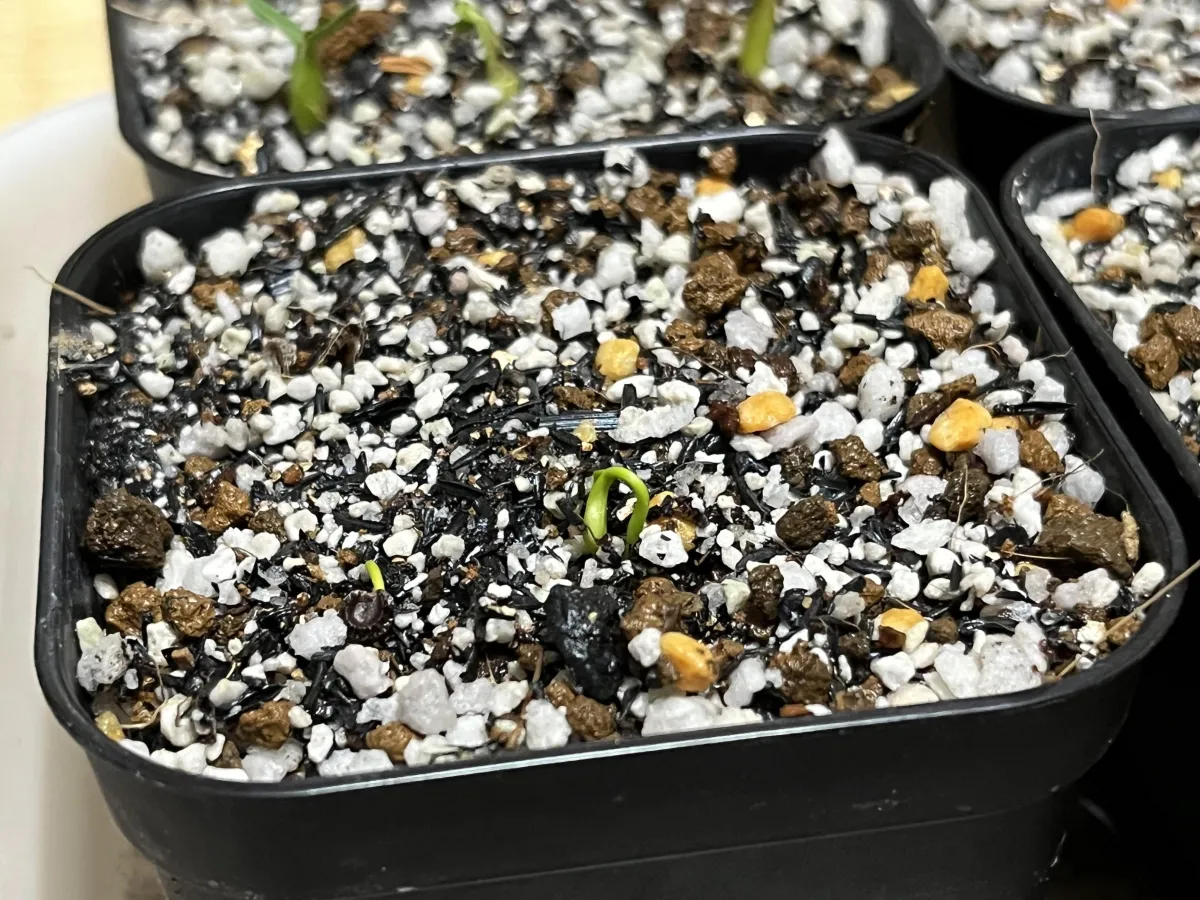 Stephania tetrandra (ステファニア テトランドラ)