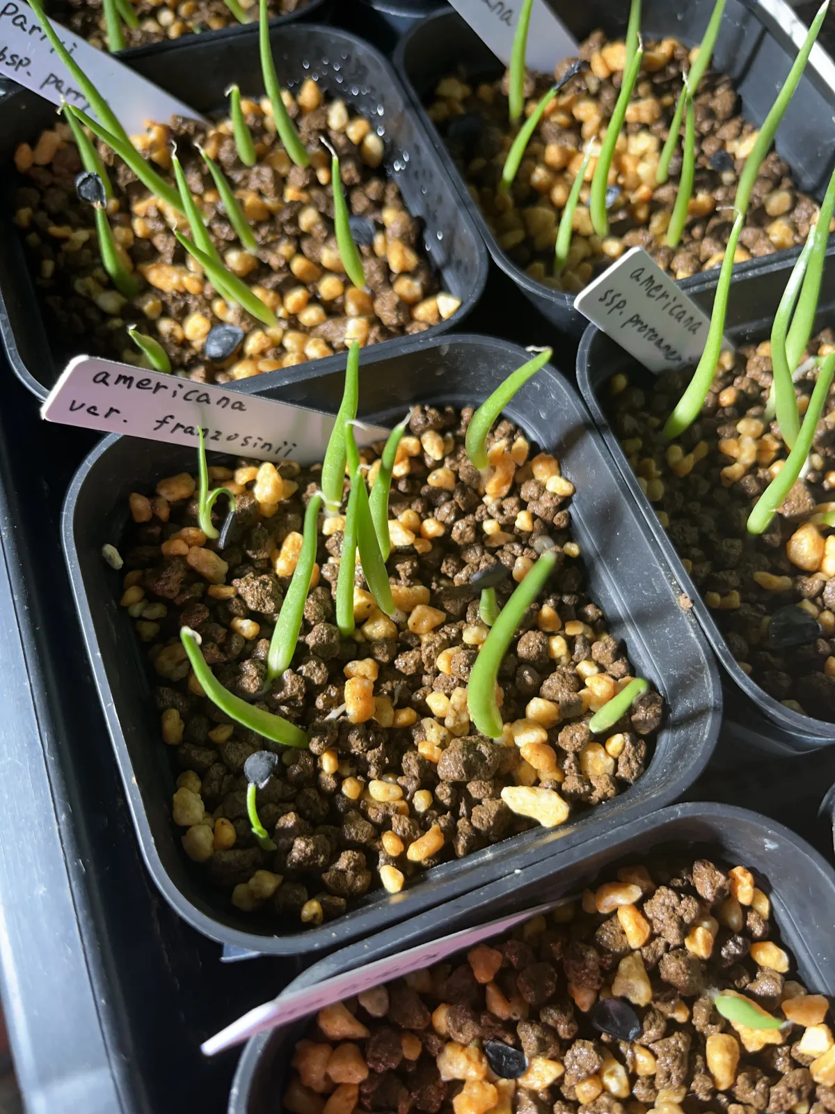 Agave americana var. franzosinii (アガベ フランゾシニー)