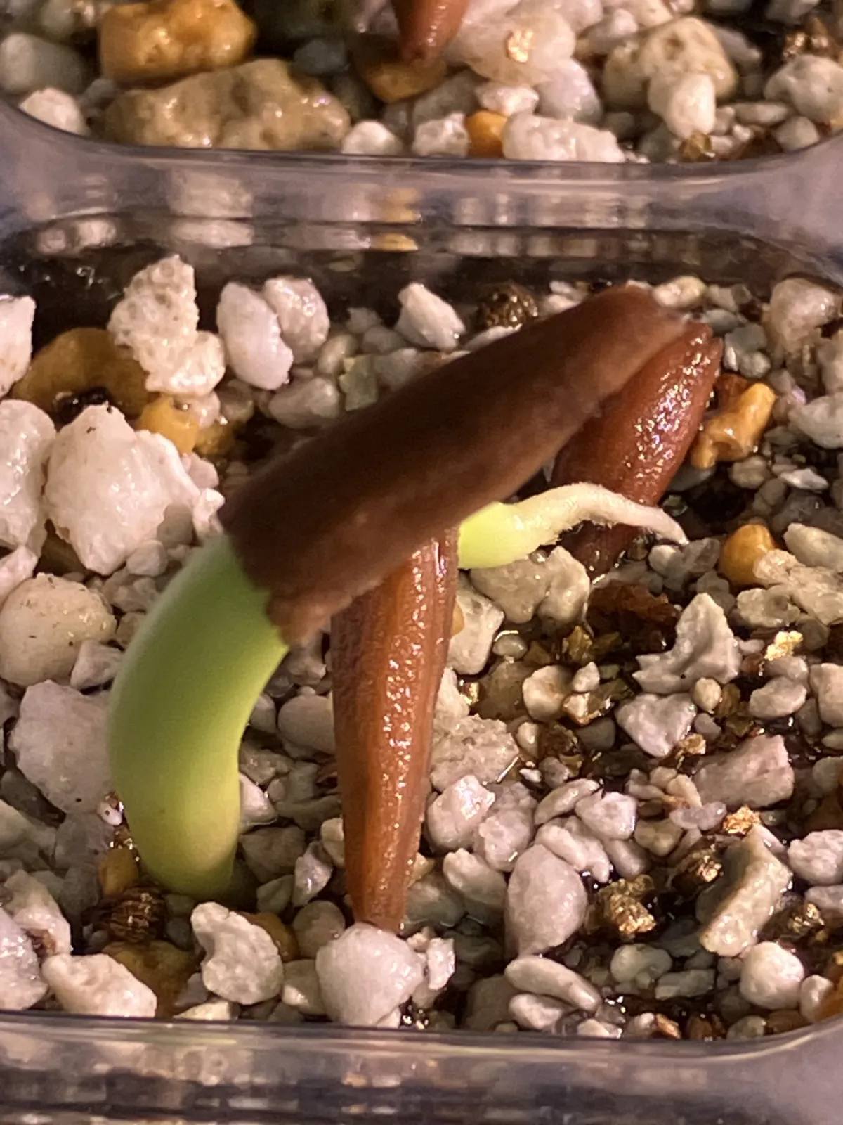 Adenium obesum thai (アデニウム タイ ソコトラナム)