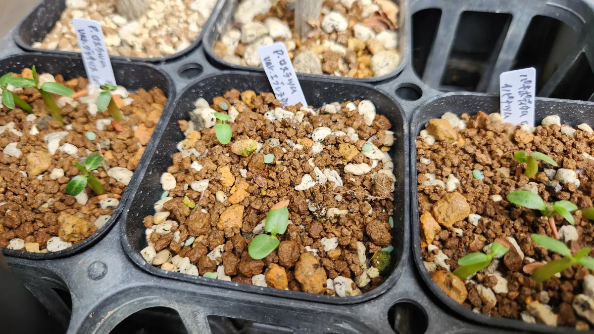 Pachypodium rosulatum var. eburneum (パキポディウム エブレネウム)