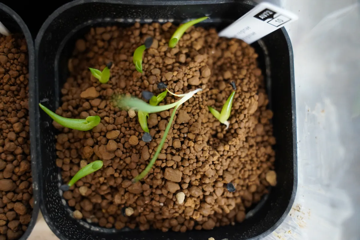 Agave victoriae-reginae (アガベ ビクトリアレジーナエ 笹の雪)