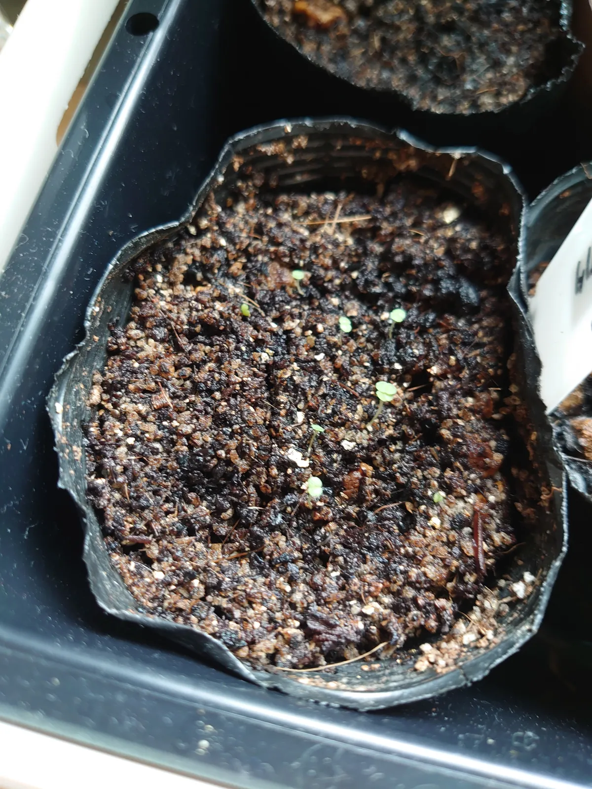 Echeveria colorata f. colorata (エケベリア コロラタ タパルパ)