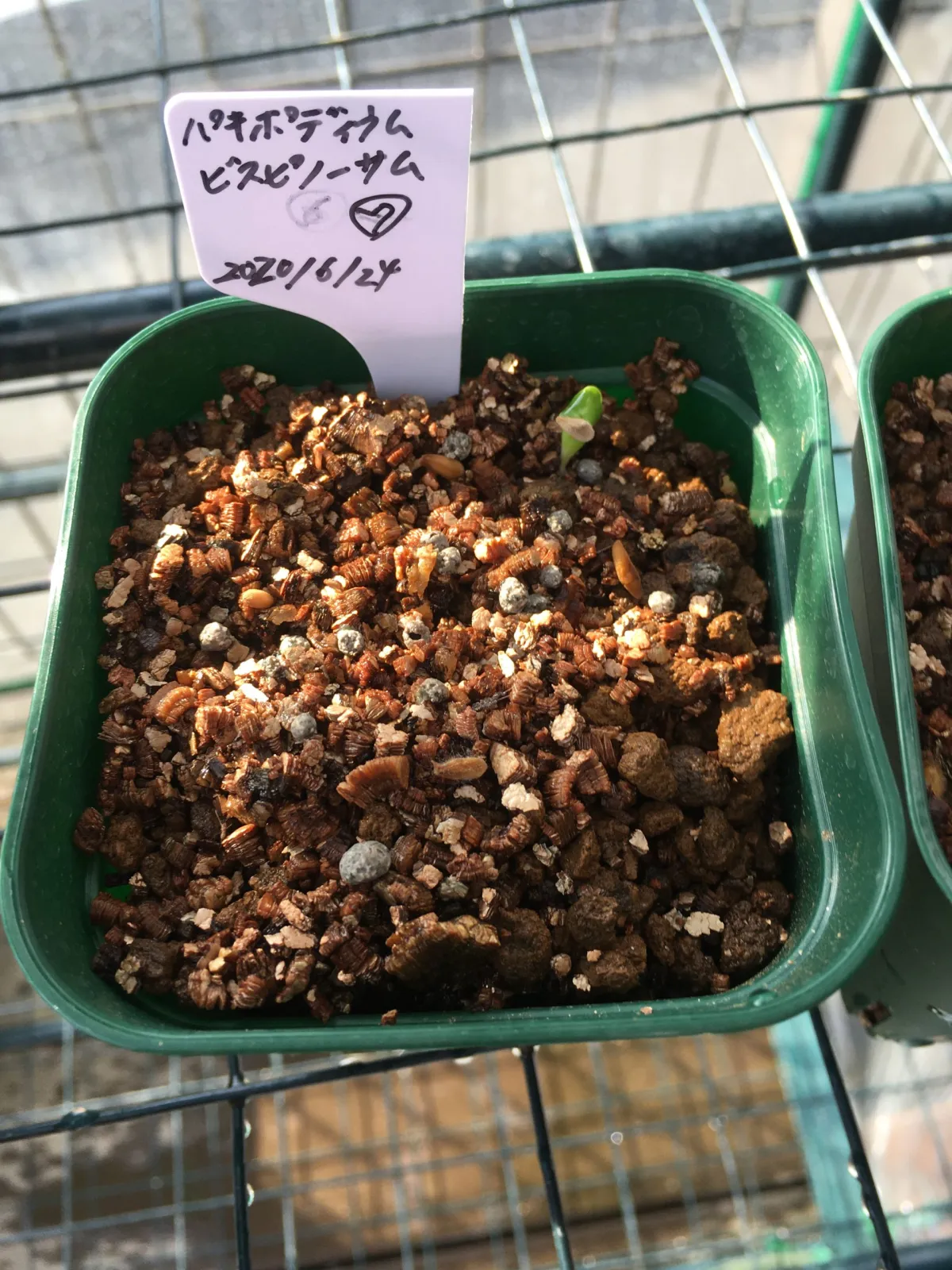 Pachypodium horombense (パキポディウム ホロンベンセ)