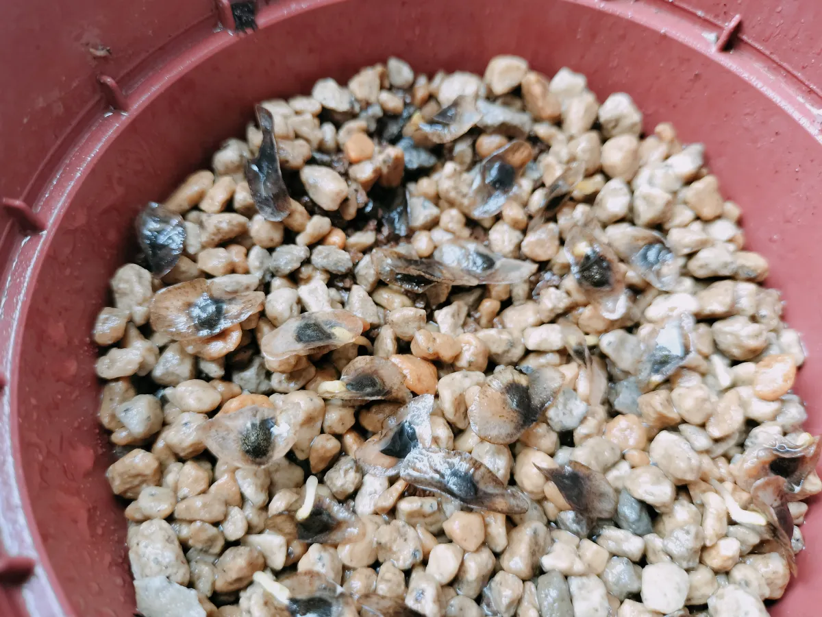 Aloe dichotoma (アロエ ディコトマ)